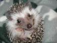 Baby Male Hedgehog