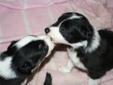 Border collie pups