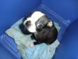 boston terrier,pups reduced for XMAS READY NOW