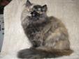 CFA registered Persian pet quality kitten