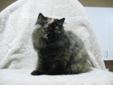 CFA registered Persian pet quality kitten