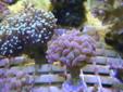 Colony and Frag for Sale