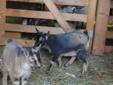 Cute little goats (Nigerian/Pygmy)