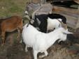 Goat- Large Buck For Sale