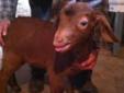 goats BOER BUCK FOR SALE
