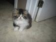 ~*Just $550 for a pet quality, CFA reg Persian, that is so Cute*