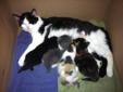 Momma & kittens FREE to good home!!! **only momma left**