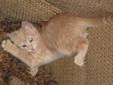 Orange Male Tabby Cat