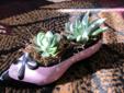 Planted succulent shoe, live plants