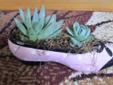Planted succulent shoe, live plants