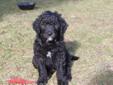 Portuguese Water Dog X Goldendoodle