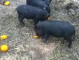 Pot belly pigs
