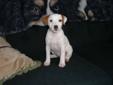 Purebred Parson (Jack) Russell Terrier Puppies and Adults