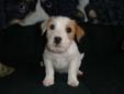 Purebred Parson (Jack) Russell Terrier Puppies and Adults