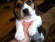 Purebred Tri-Color Beagle Puppies