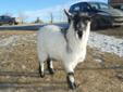 Pygmy--Fainting Goat cross BUCK