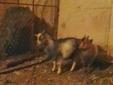Pygmy Goat Bucks