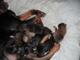 Rottweiler australian shepherd puppies for sale