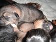 Rottweiler australian shepherd puppies for sale