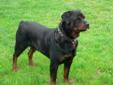 Rottwieler females for sale ,,, german lines not spayed .