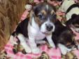 Tri-colored Beagle puppies