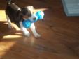Tri-Colored Beagle Puppy...SOLD
