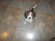 Tri-Colored Beagle Puppy...SOLD