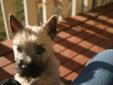 Two Beautiful Cairn Terriers Pups