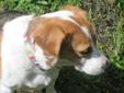 Wanted: 5 year old Beagle missing from Salt Spring Island. 300.00 reward