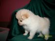 White/cream Pomeranian puppies
