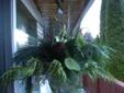 Winter/Christmas planters