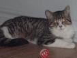 Young Male Cat - Tabby: 