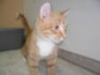 Young Male Cat - Tabby - Orange: 
