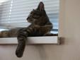 Young Tabby Male cat needs a New good home!
